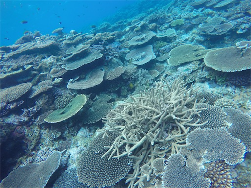 f:id:alterdive:20190417201644j:image f:id:alterdive:20190417201644j:image