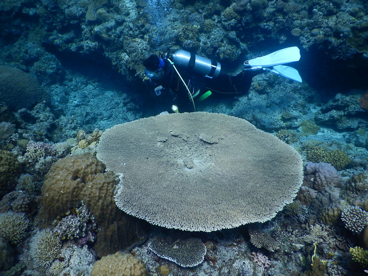 f:id:alterdive:20190428044358j:plain f:id:alterdive:20190428044358j:plain