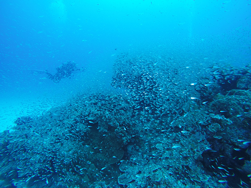 f:id:alterdive:20190504074828j:plain f:id:alterdive:20190504074828j:plain