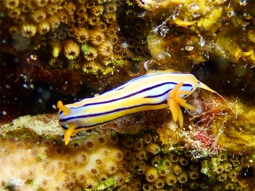 f:id:alterdive:20190508225952j:image f:id:alterdive:20190508225952j:image