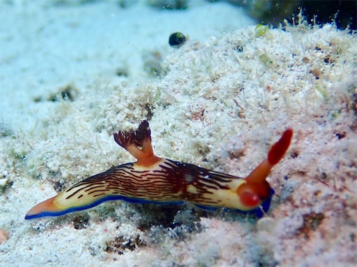 f:id:alterdive:20190508225957j:image f:id:alterdive:20190508225957j:image