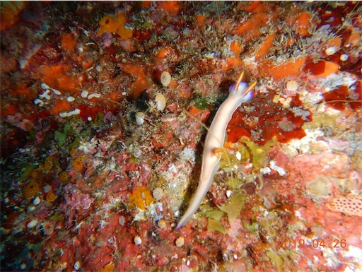 f:id:alterdive:20190508230216j:image f:id:alterdive:20190508230216j:image