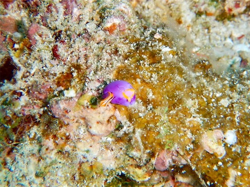 f:id:alterdive:20190508230221j:image f:id:alterdive:20190508230221j:image
