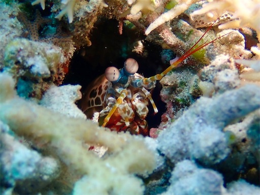 f:id:alterdive:20190508230920j:image f:id:alterdive:20190508230920j:image