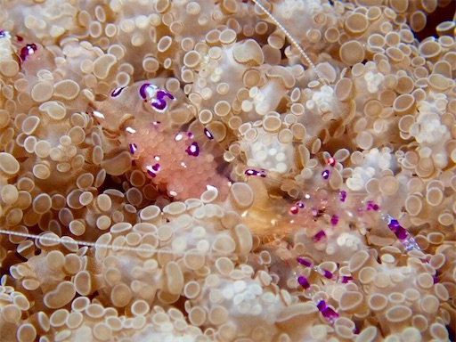 f:id:alterdive:20190508230958j:image f:id:alterdive:20190508230958j:image