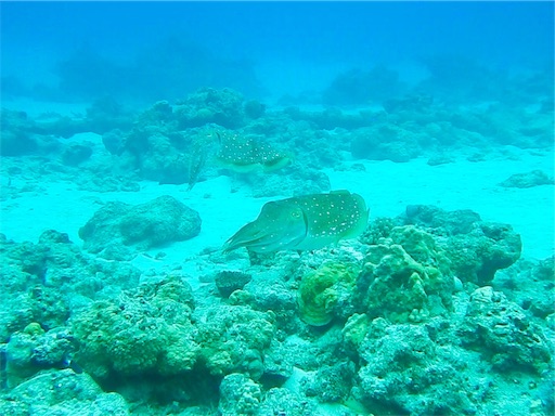 f:id:alterdive:20190508231433j:image f:id:alterdive:20190508231433j:image
