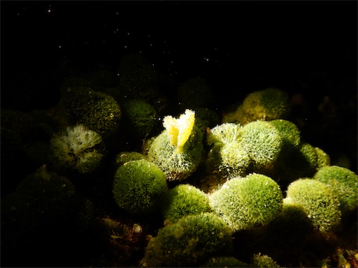 f:id:alterdive:20190519230108j:image f:id:alterdive:20190519230108j:image