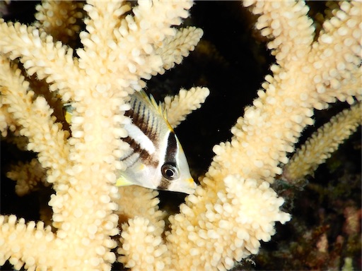 f:id:alterdive:20190522220708j:image f:id:alterdive:20190522220708j:image
