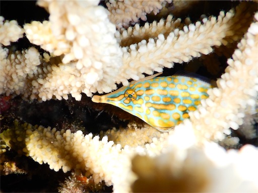 f:id:alterdive:20190522220759j:image f:id:alterdive:20190522220759j:image