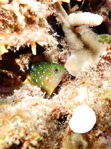 f:id:alterdive:20190522220821j:image f:id:alterdive:20190522220821j:image