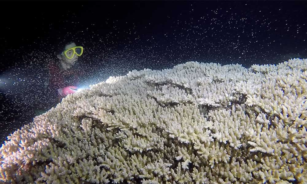 f:id:alterdive:20190618080115j:plain f:id:alterdive:20190618080115j:plain