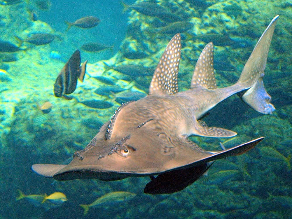 f:id:alterdive:20190625081535j:plain f:id:alterdive:20190625081535j:plain