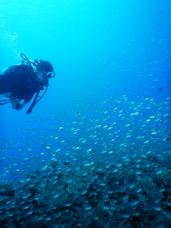 f:id:alterdive:20190628081745j:plain f:id:alterdive:20190628081745j:plain