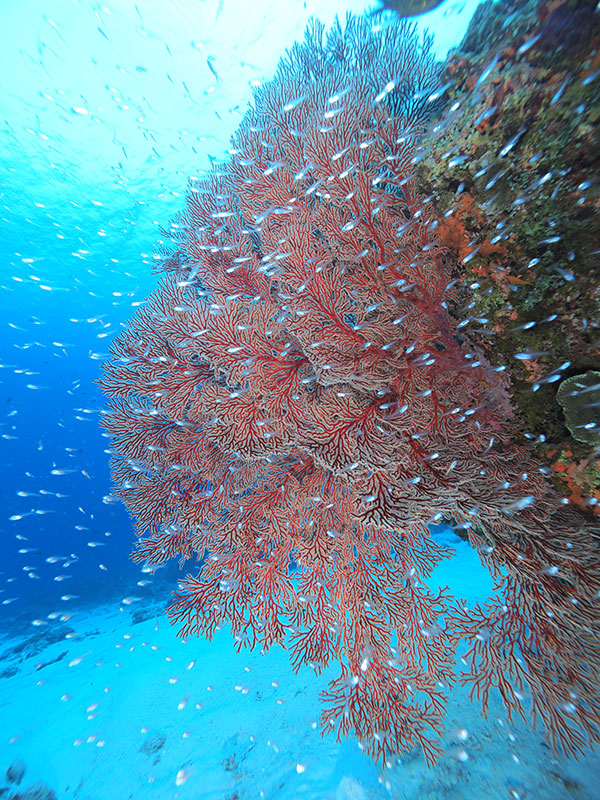 f:id:alterdive:20190707214504j:plain f:id:alterdive:20190707214504j:plain