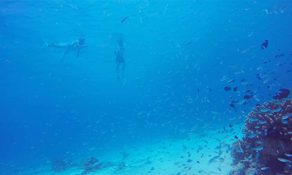 f:id:alterdive:20190713075021j:plain f:id:alterdive:20190713075021j:plain