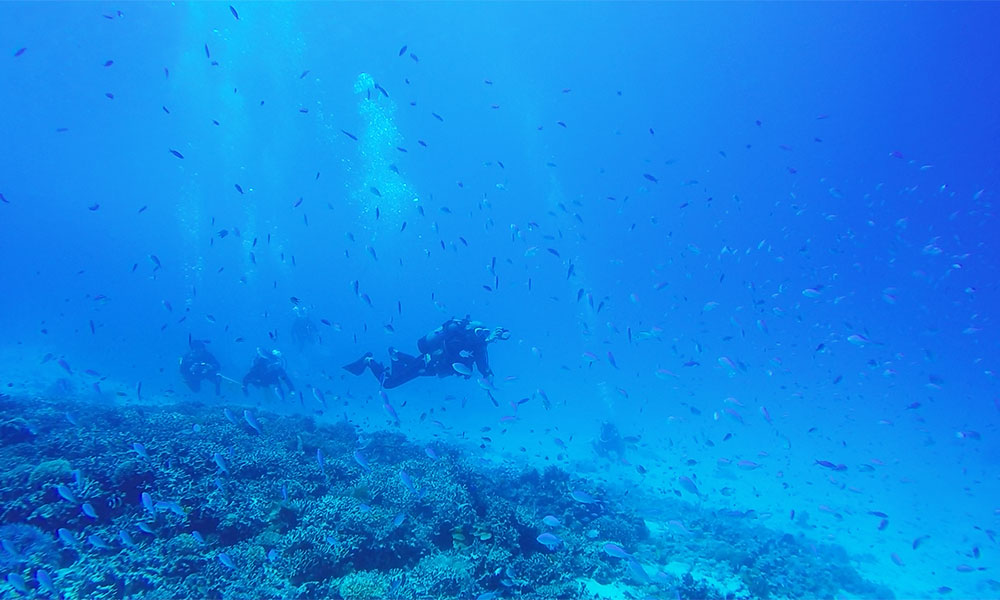 f:id:alterdive:20190719092336j:plain f:id:alterdive:20190719092336j:plain