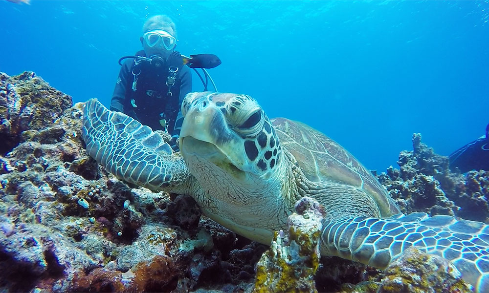 f:id:alterdive:20190723072355j:plain f:id:alterdive:20190723072355j:plain