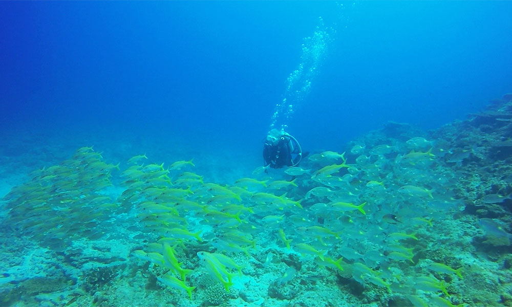 f:id:alterdive:20190724143138j:plain f:id:alterdive:20190724143138j:plain