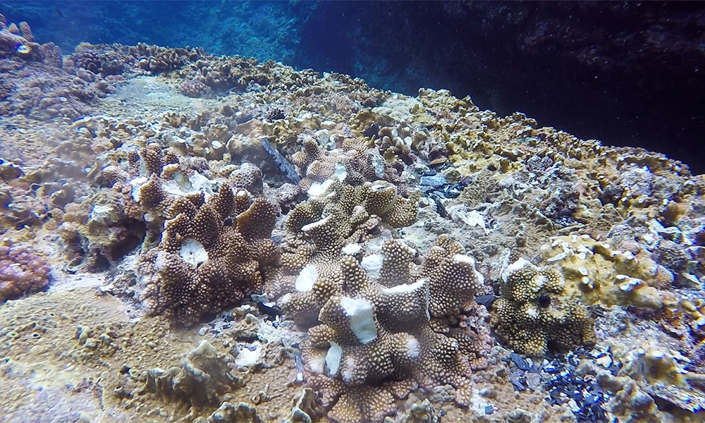 f:id:alterdive:20190726185032j:plain f:id:alterdive:20190726185032j:plain
