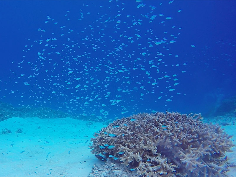 f:id:alterdive:20190803230201j:plain f:id:alterdive:20190803230201j:plain
