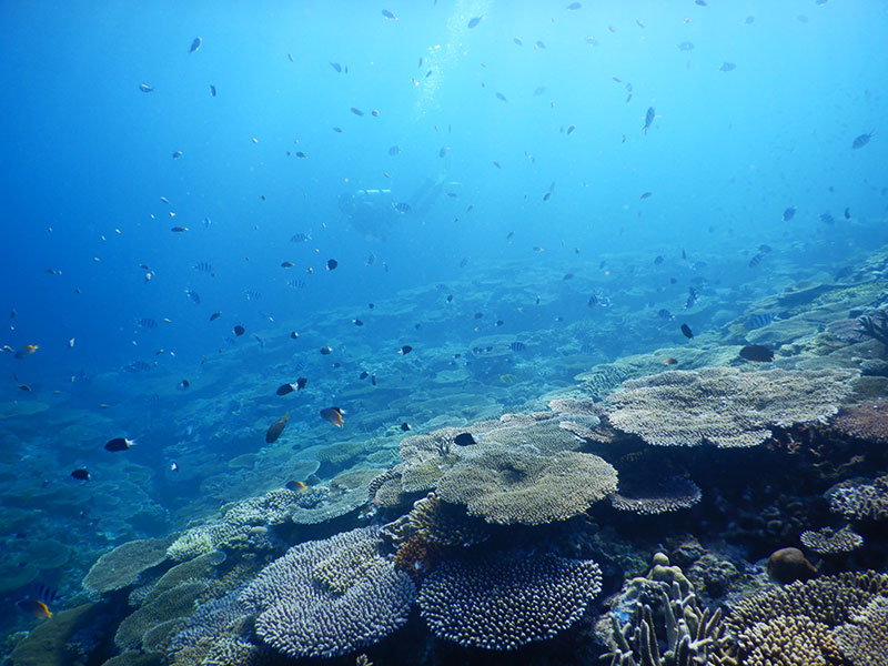 f:id:alterdive:20190806074523j:plain f:id:alterdive:20190806074523j:plain