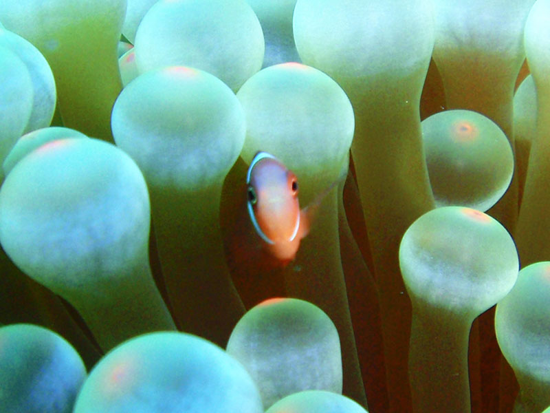 f:id:alterdive:20190825084520j:plain f:id:alterdive:20190825084520j:plain