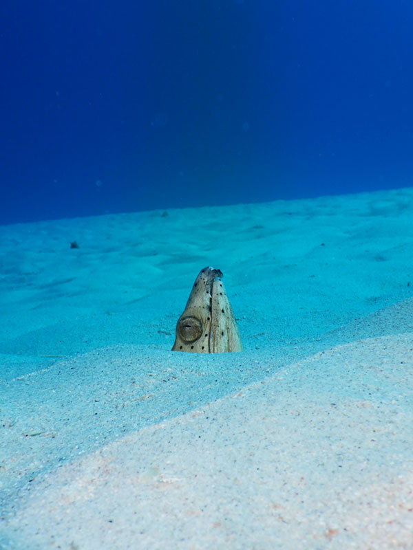 f:id:alterdive:20190902200806j:plain f:id:alterdive:20190902200806j:plain