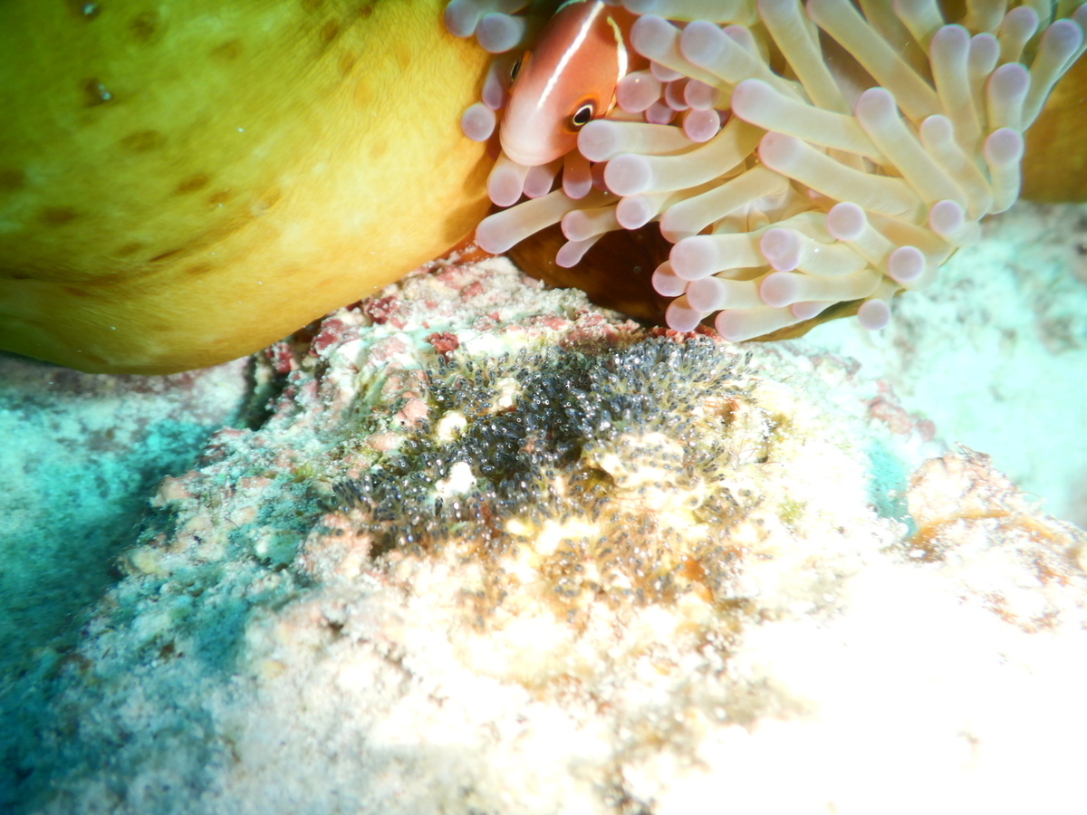 f:id:alterdive:20190902200815j:plain f:id:alterdive:20190902200815j:plain