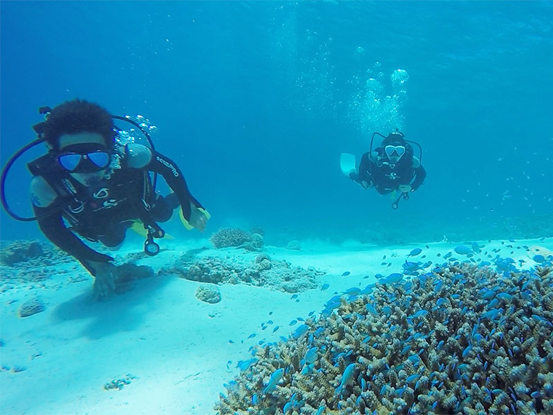 f:id:alterdive:20190903083445j:plain f:id:alterdive:20190903083445j:plain