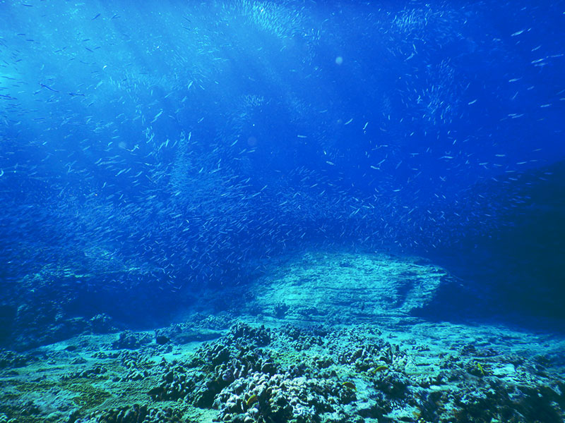 f:id:alterdive:20190905164554j:plain f:id:alterdive:20190905164554j:plain
