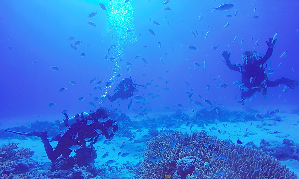 f:id:alterdive:20190905180726j:plain f:id:alterdive:20190905180726j:plain