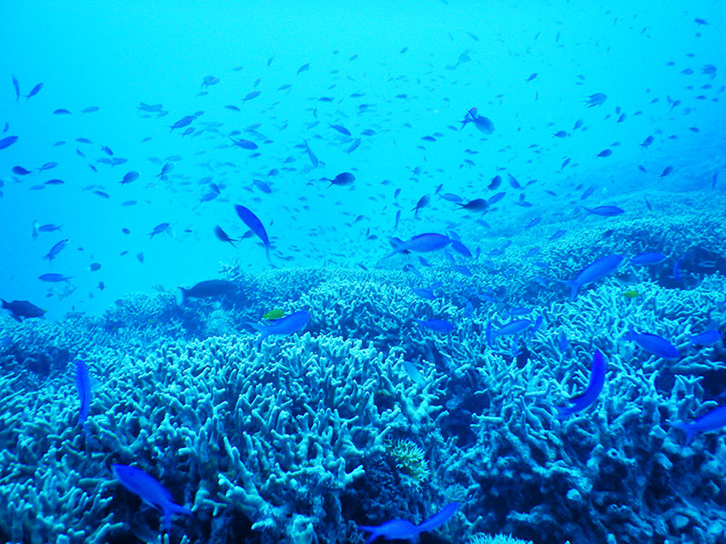 f:id:alterdive:20190916083630j:plain f:id:alterdive:20190916083630j:plain