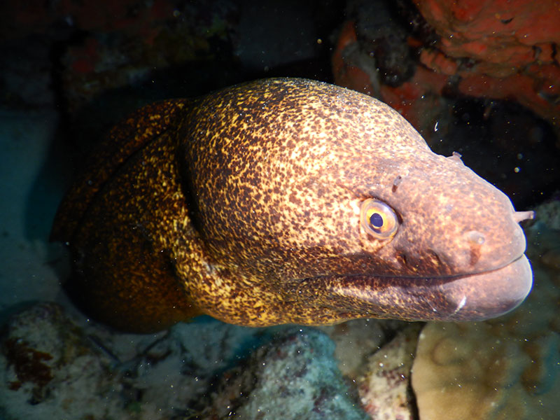 f:id:alterdive:20190926213556j:plain f:id:alterdive:20190926213556j:plain