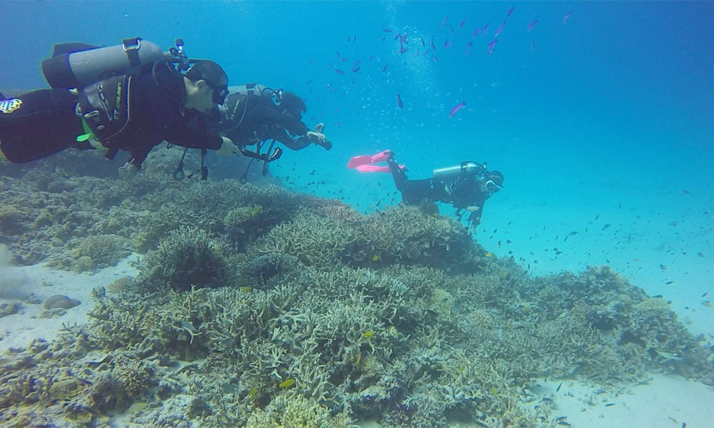 f:id:alterdive:20191005161440j:plain f:id:alterdive:20191005161440j:plain