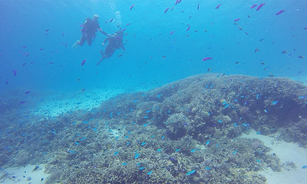 f:id:alterdive:20191009214924j:plain f:id:alterdive:20191009214924j:plain