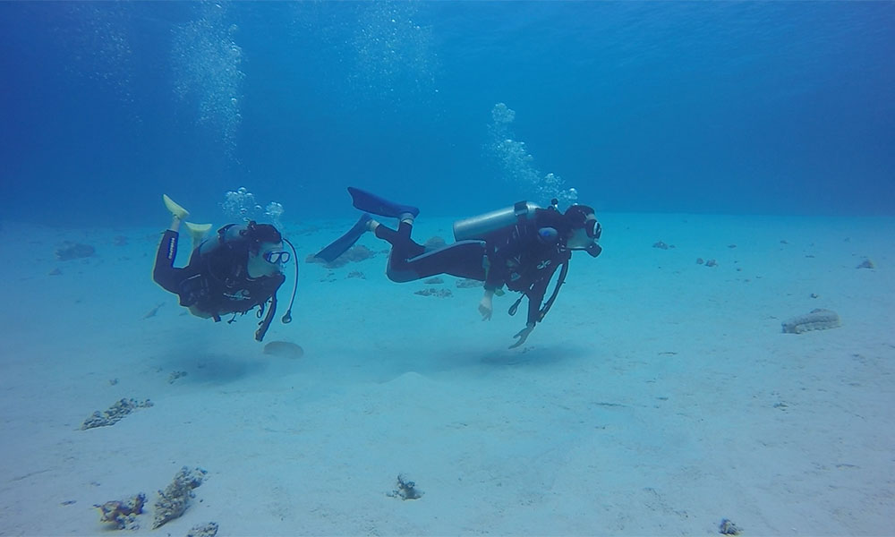f:id:alterdive:20191012101111j:plain f:id:alterdive:20191012101111j:plain
