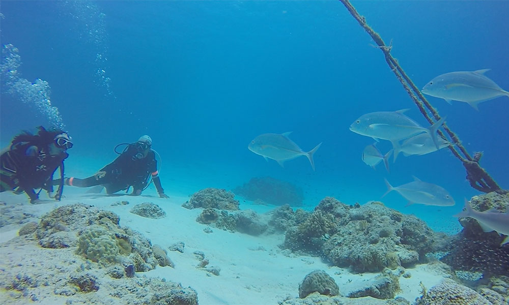 f:id:alterdive:20191012101120j:plain f:id:alterdive:20191012101120j:plain