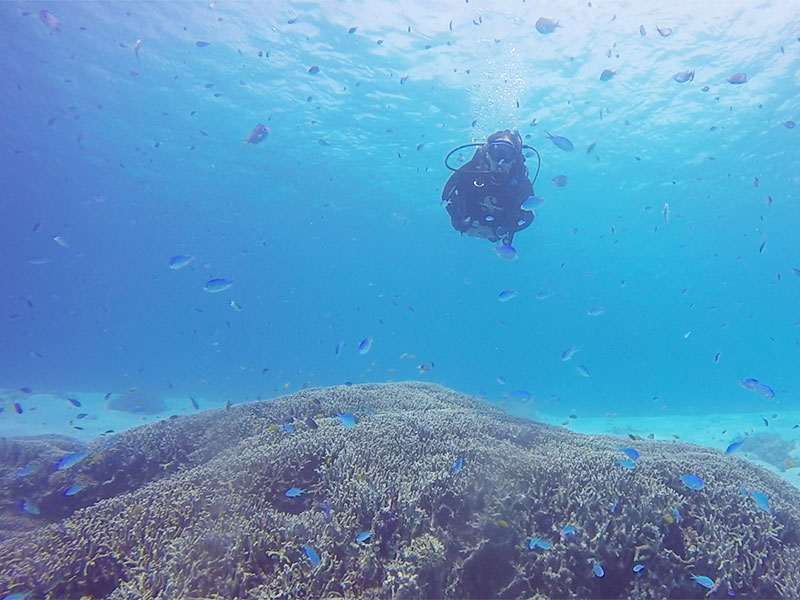 f:id:alterdive:20191013214559j:plain f:id:alterdive:20191013214559j:plain