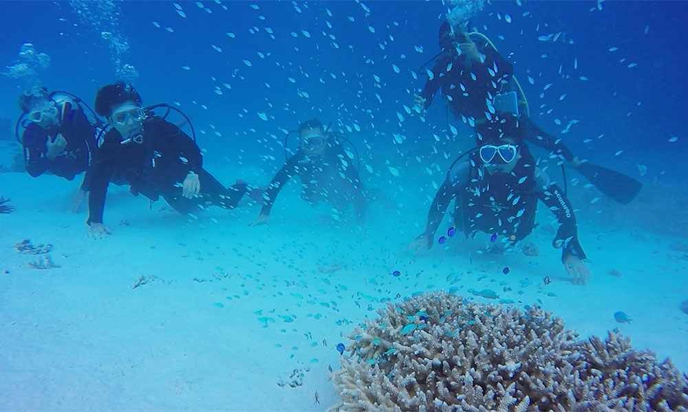 f:id:alterdive:20191017091936j:plain f:id:alterdive:20191017091936j:plain