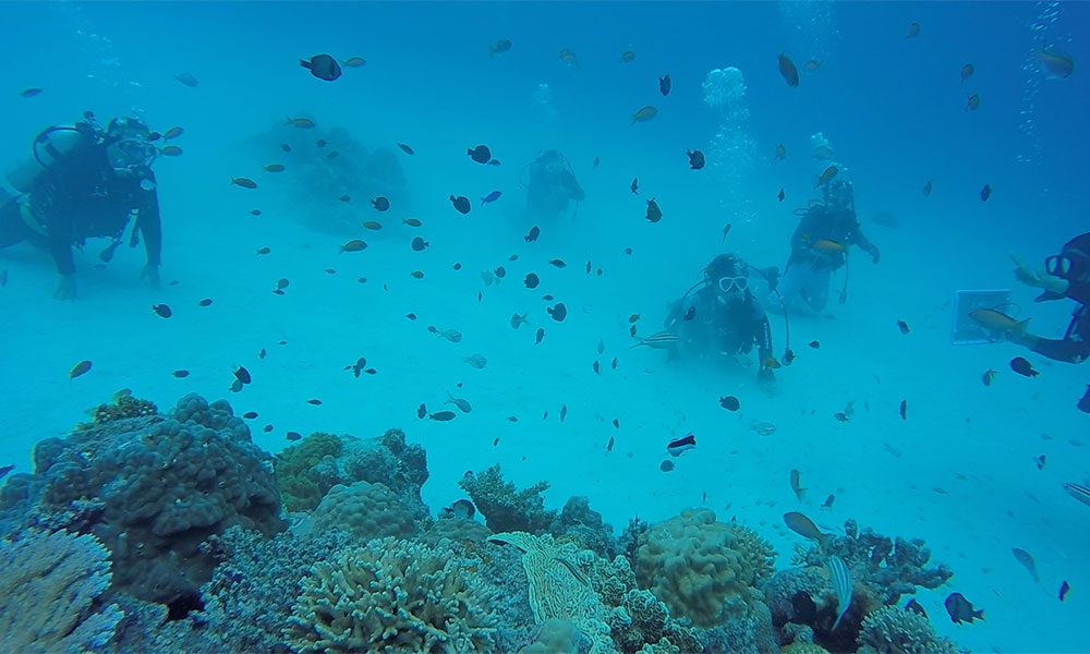 f:id:alterdive:20191017091956j:plain f:id:alterdive:20191017091956j:plain