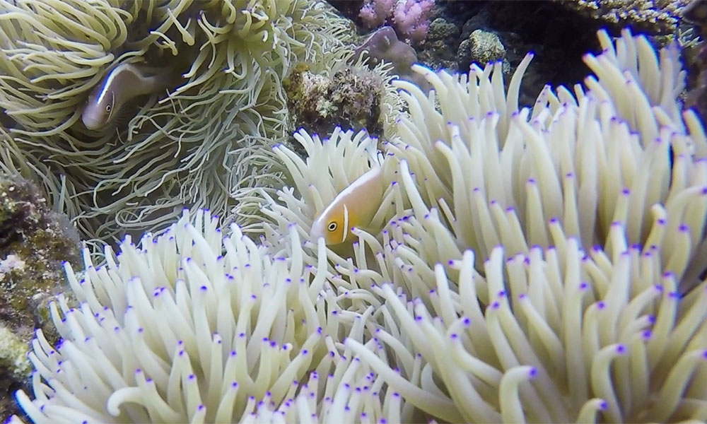 f:id:alterdive:20191020200020j:plain f:id:alterdive:20191020200020j:plain