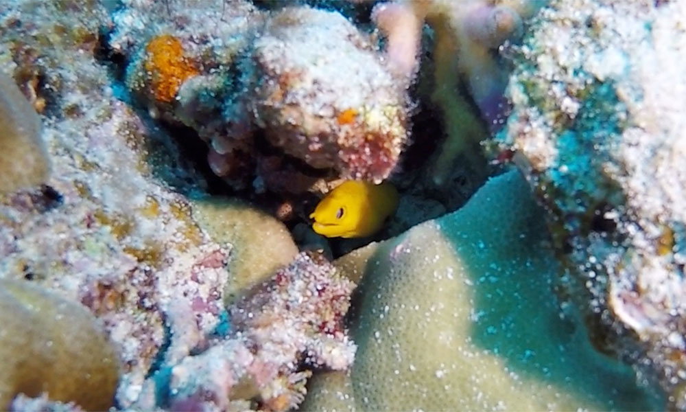 f:id:alterdive:20191022214053j:plain f:id:alterdive:20191022214053j:plain