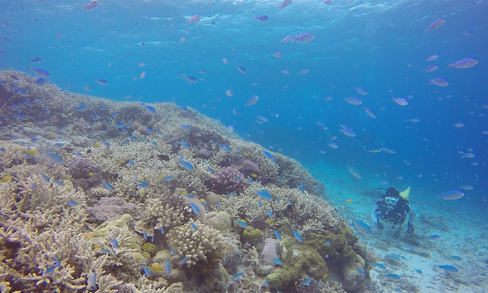 f:id:alterdive:20191022214106j:plain f:id:alterdive:20191022214106j:plain