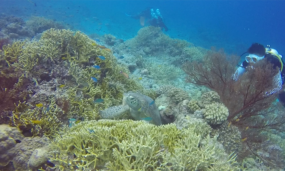 f:id:alterdive:20191022214122j:plain f:id:alterdive:20191022214122j:plain