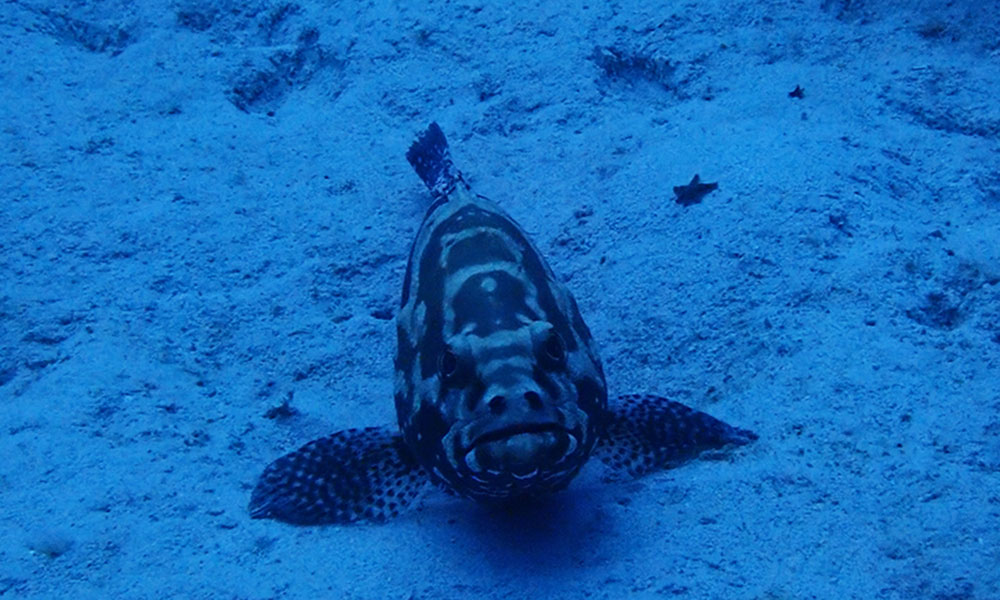 f:id:alterdive:20191022214136j:plain f:id:alterdive:20191022214136j:plain
