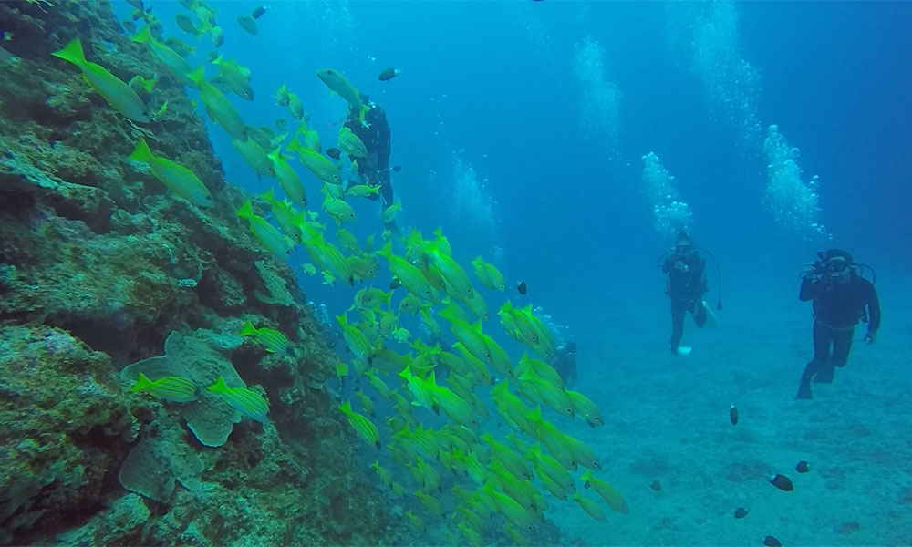 f:id:alterdive:20191022222508j:plain f:id:alterdive:20191022222508j:plain