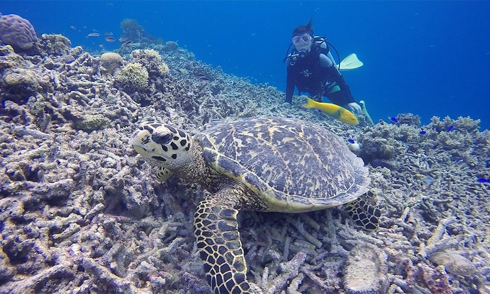 f:id:alterdive:20191024221246j:plain f:id:alterdive:20191024221246j:plain