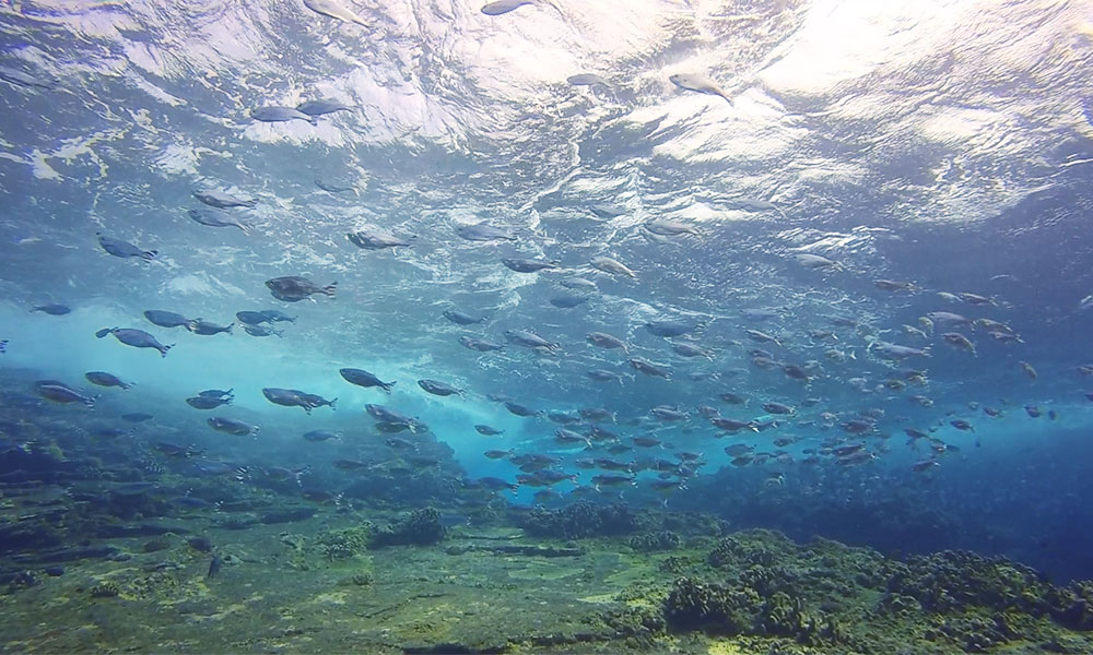 f:id:alterdive:20191024223926j:plain f:id:alterdive:20191024223926j:plain
