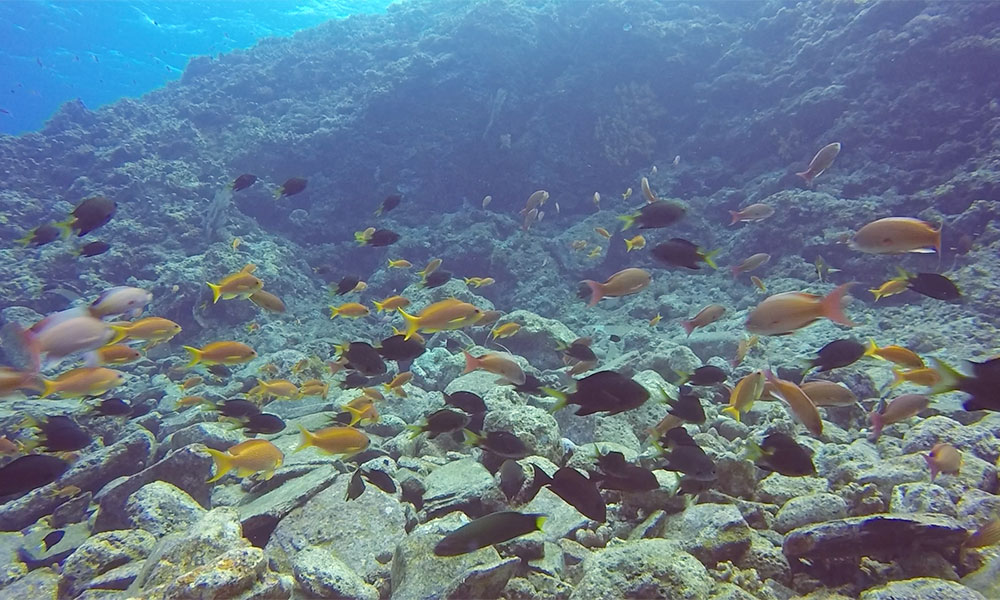 f:id:alterdive:20191024223940j:plain f:id:alterdive:20191024223940j:plain