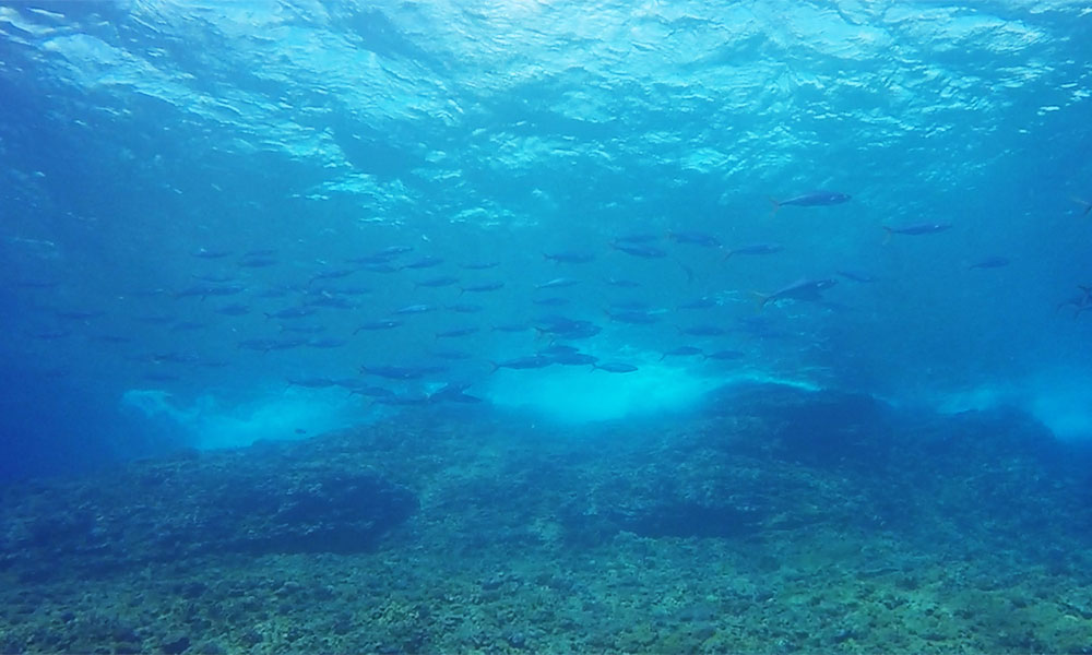 f:id:alterdive:20191024223950j:plain f:id:alterdive:20191024223950j:plain